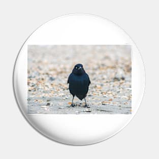 Boat-tailed Grackle at Beach Pin