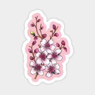 Cherry Blossom Flowers in Spring Magnet