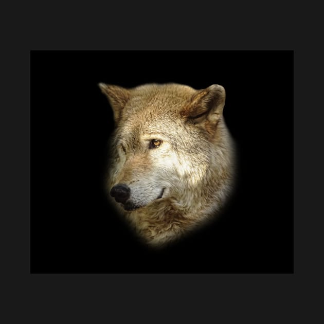 Wolf portrait by Guardi