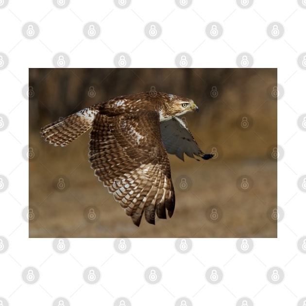 Red-tailed Hawk in Flight by Jim Cumming