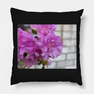 Cluster of Pink  Ruffled Flowers Against Brick Wall 1 Pillow