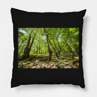 Beech forest and hiking trail Pillow