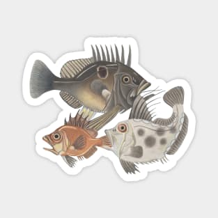 Fish Food Chain Magnet