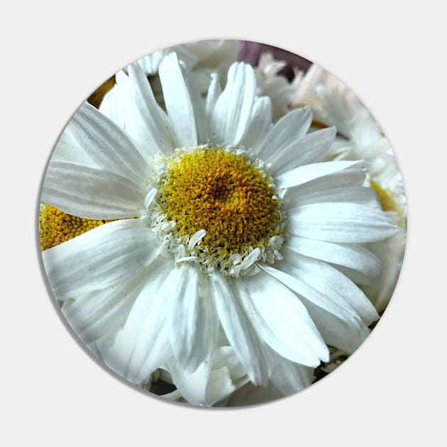 Beautiful white gerbera daisy in focus Pin by Khala