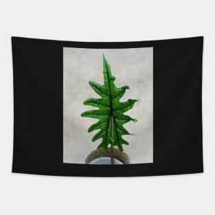 Alocasia jacklyn Tapestry