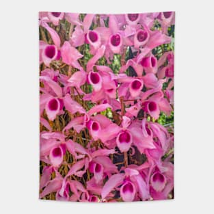 Pink Epiphytic Orchid (Dendrobium anosmum) Tapestry