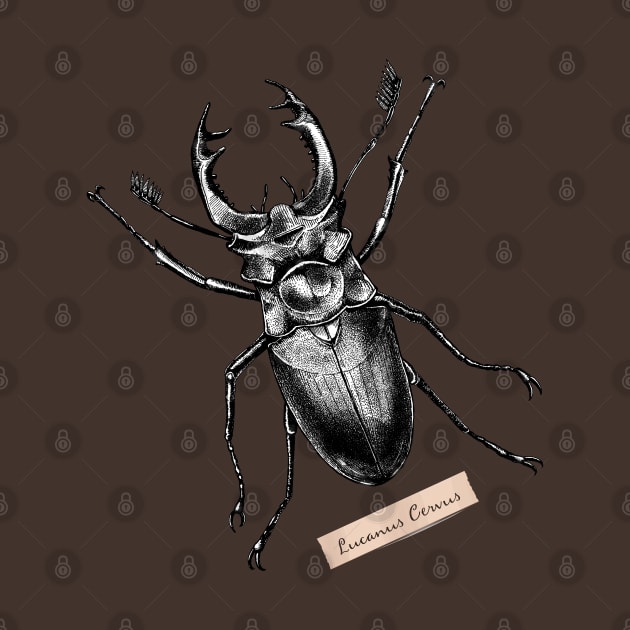 Stag Beetle - Lucanus Cervus by pakowacz