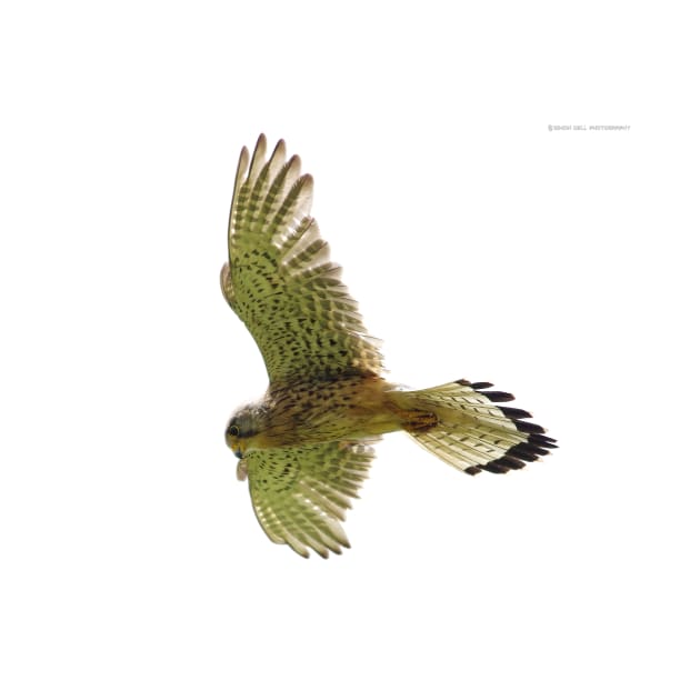 Kestrel in flight by Simon-dell