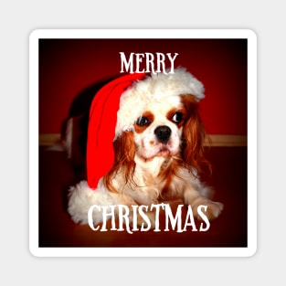 Cavalier King Charles Spaniel Merry Christmas Magnet