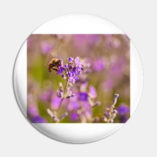 Honeybee on a lavender flower Pin