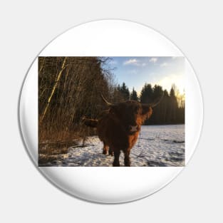 Scottish Highland Cattle Cow 2236 Pin