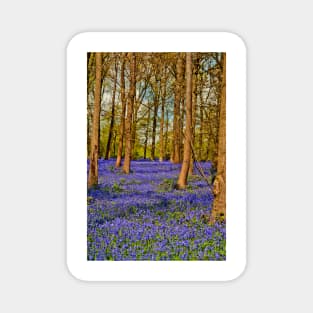 Bluebell Woods Greys Court Oxfordshire England Magnet