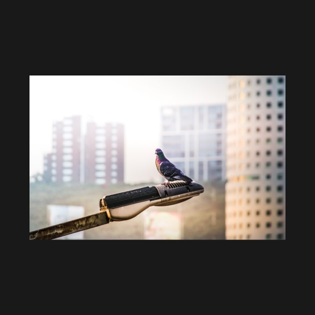 Urban dove on street lamp by bernardojbp