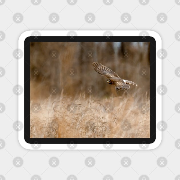 A Northern Harrier Hunting In A Field Magnet by jbbarnes