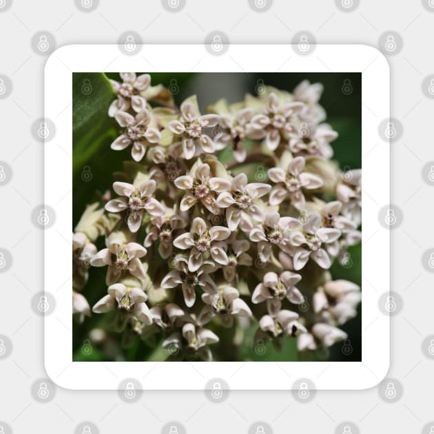 Milkweed Magnet by ztrnorge