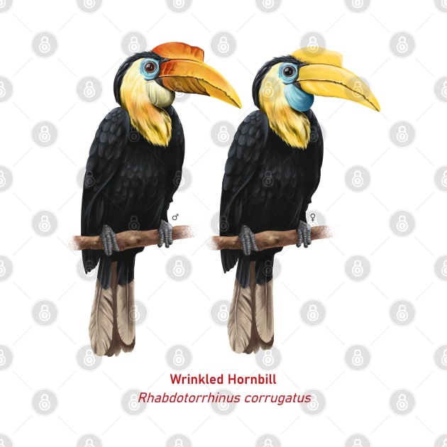 Wrinkled hornbill | Rhabdotorrhinus corrugatus ⚥ by bona 