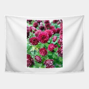 Red autumn asters Tapestry