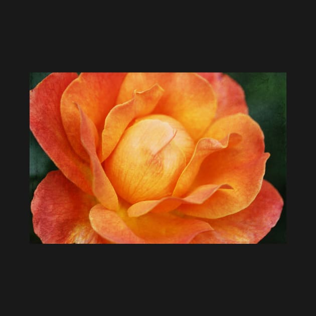 Textured Orange Rose by gracethescene