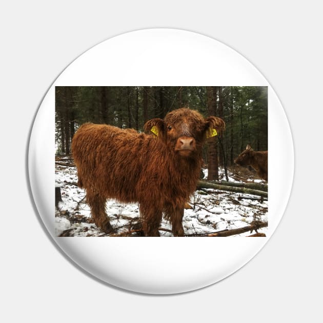 Scottish Highland Cattle Calf 1858 Pin by SaarelaHighland