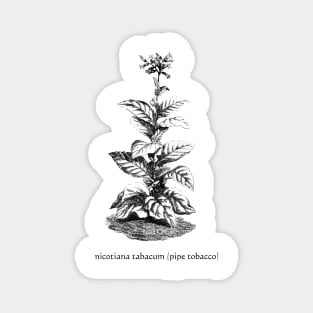 nicotiana tabacum ( pipe tobacco ) Magnet