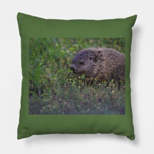 Hog and Mite Pillow