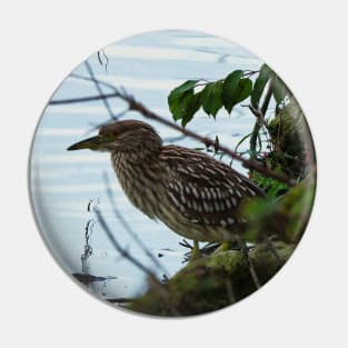 Juvenile Black-crowned Night-Heron Pin