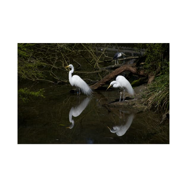 Egret Reflections by GP1746