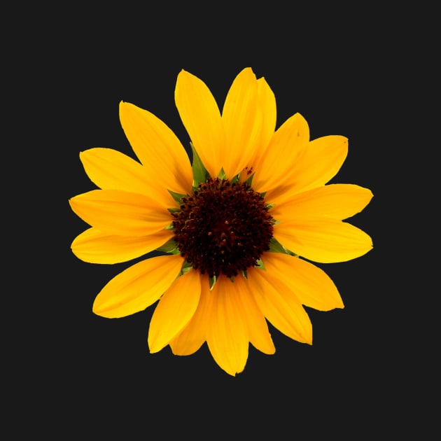 Single Sunflower by KhanasWeb