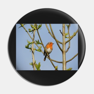 'My' Robin Pin