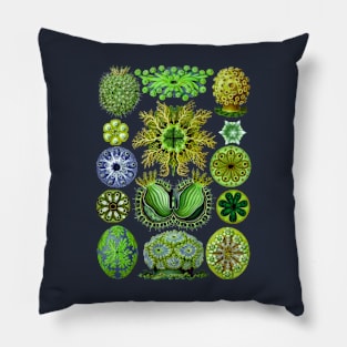 Ernst Haeckel Ascidiae Sea Squirts Green Pillow