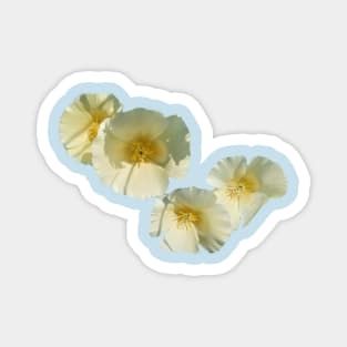 White Poppy Magnet