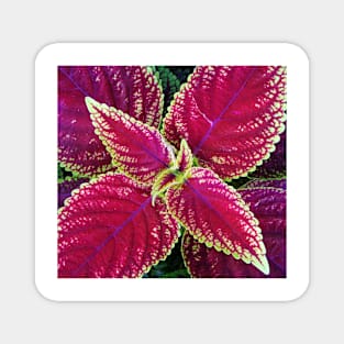 Coleus Leaves Magnet