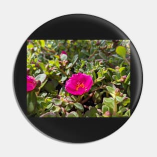 Pink Moss Rose 1 Pin