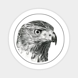 Hawk portrait drawing Magnet