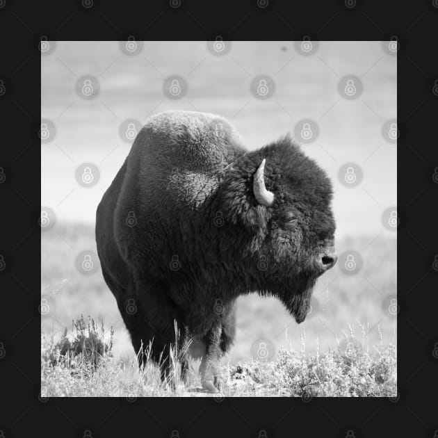 Buffalo 02 by 4-eyes Photo