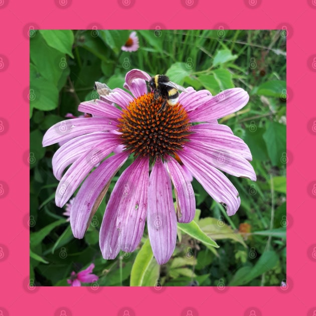 Bumblebee on Eastern Purple Coneflower by Christine aka stine1