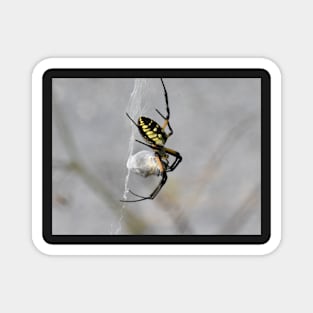 Yellow Garden Spider Magnet