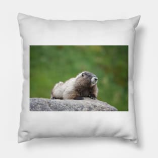 Hoary marmot (Marmota caligata) Pillow