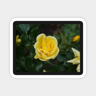 Yellow rose flower Magnet