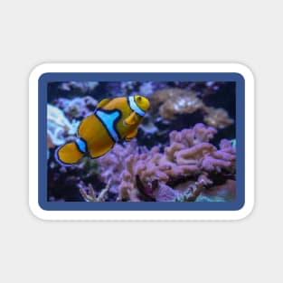 Clownfish Magnet