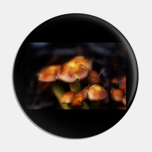 Mushrooms, macro Pin by hottehue