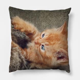 Playful orange kitten Pillow