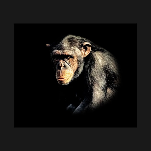 Chimpanzee by Guardi