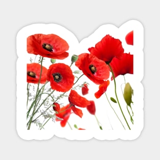 Red Poppy Pops Magnet