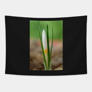 Crocus ochroleucus  Autumn flowering crocus Tapestry