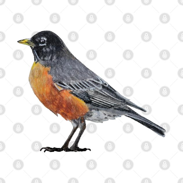 American Robin Drawing by EmilyBickell