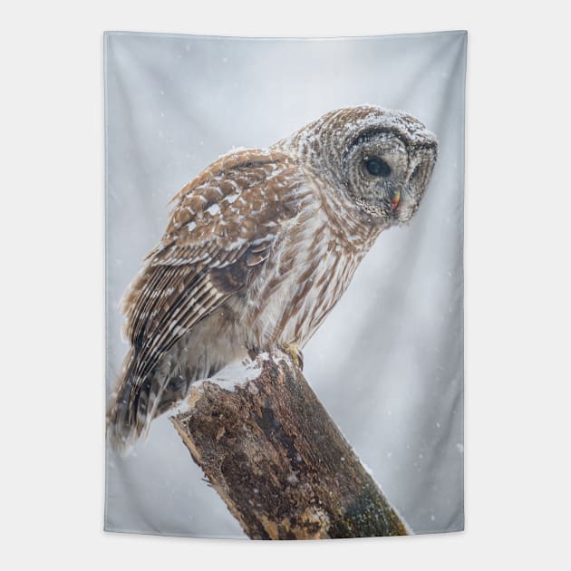 Barred Owl Tapestry by jaydee1400