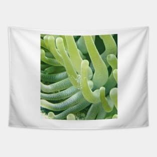 Shrimp on a Green Sea Anemone Tapestry