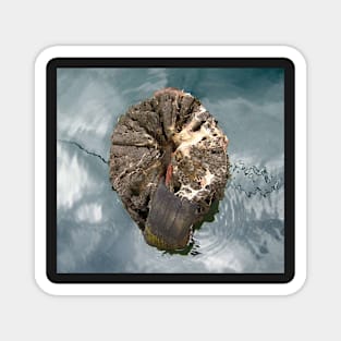 Tree stump, Port Fairy Magnet