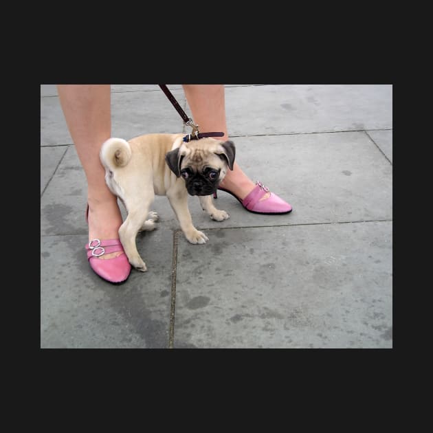 A cute puppy pug between a woman's legs in pink shoes by Reinvention